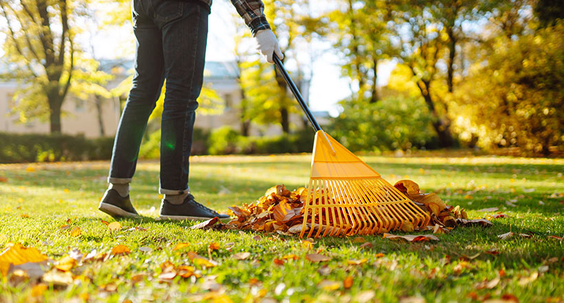 Raking leaves and gathering up small debris.
