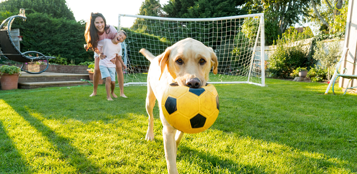 How to Keep Your Lawn Green With Pets and Kids