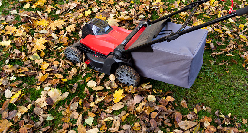 During light to moderate leaf drop, use a mulching mower to chop leaves into small bits and leave them on the lawn.