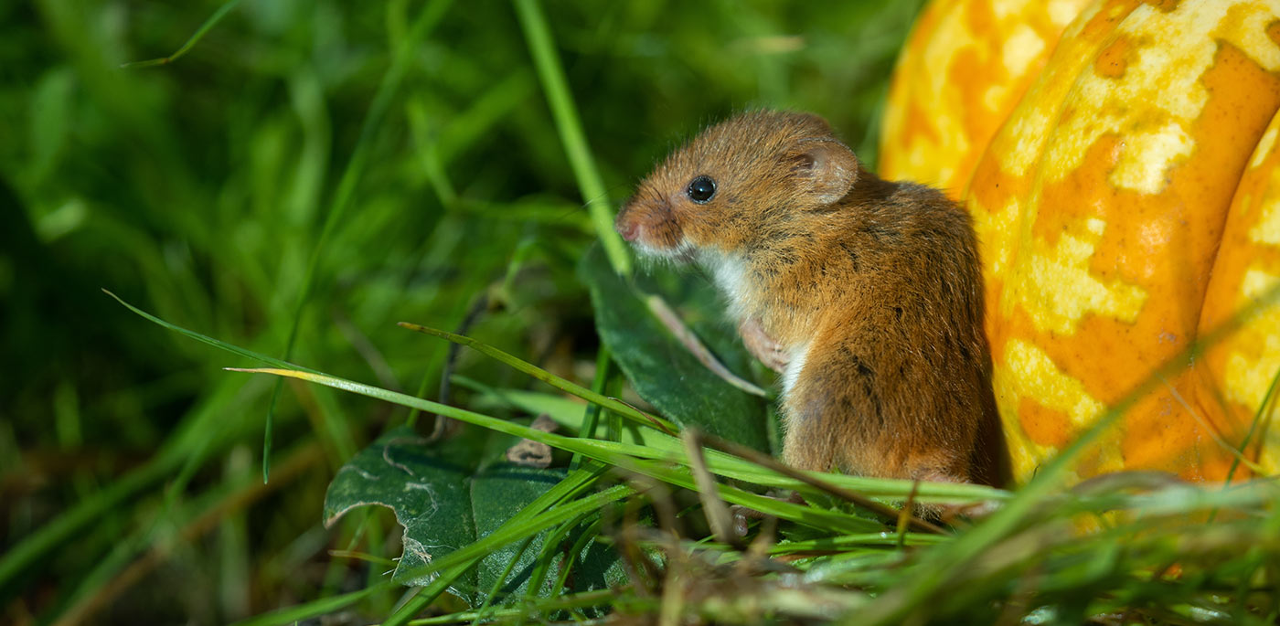 Pumpkin Spice and Everything Mice