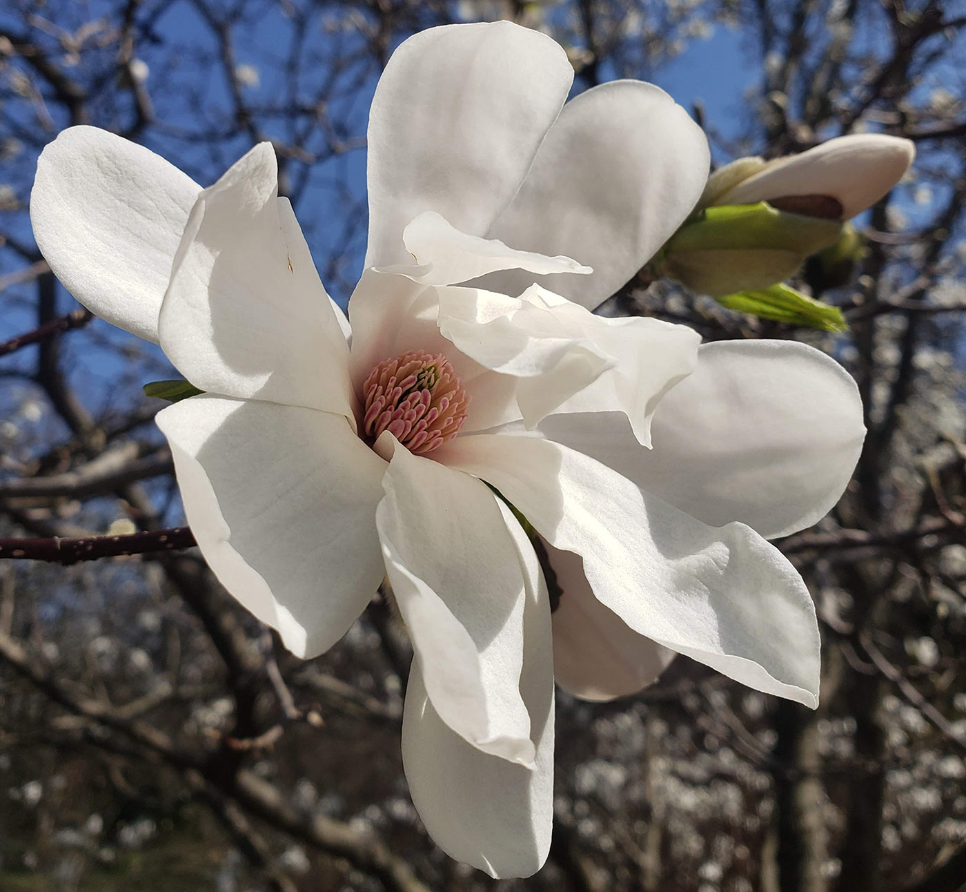 Dr. Merrill Magnolia