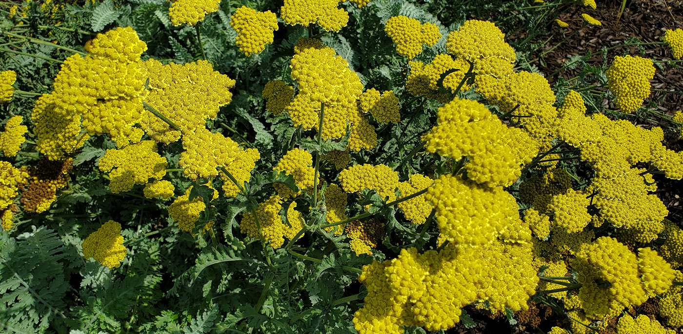 Moonshine Yarrow