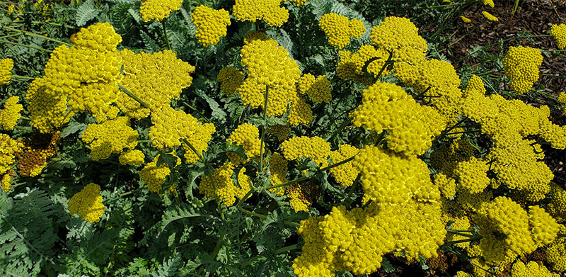 Moonshine Yarrow