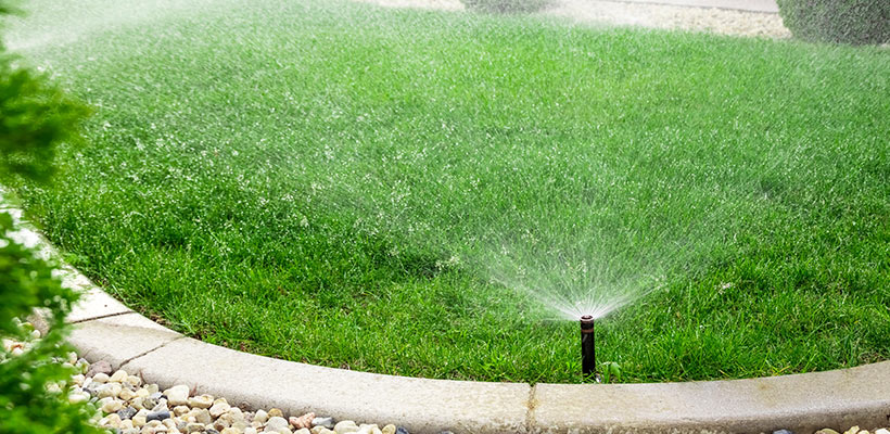 Deep-rooted dandelions tolerate drought better than shallow-rooted, stressed grass. Watering properly narrows that advantage.