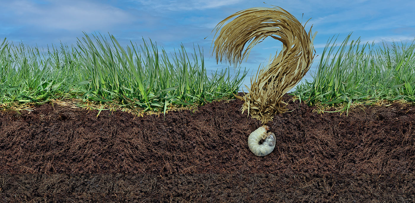 Grub Damage Explained: What Is Happening Below the Surface?