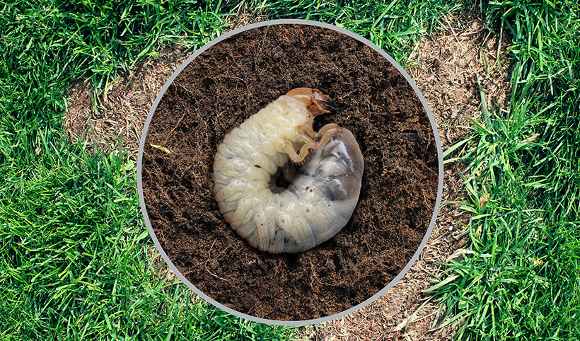 Grubs feed on the tender roots of turfgrass. When they grow in number, the consequences to your lawn can be detrimental.