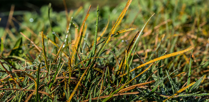 Rust is a foliar disease caused by several species of fungi that infect grass blades.