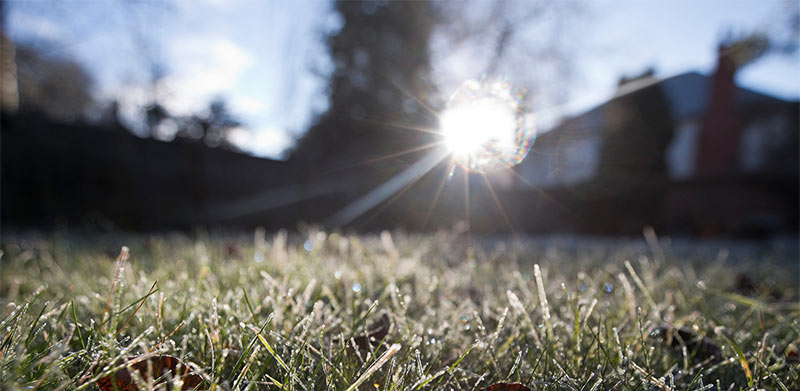 Dormancy's Role in a Strong Lawn