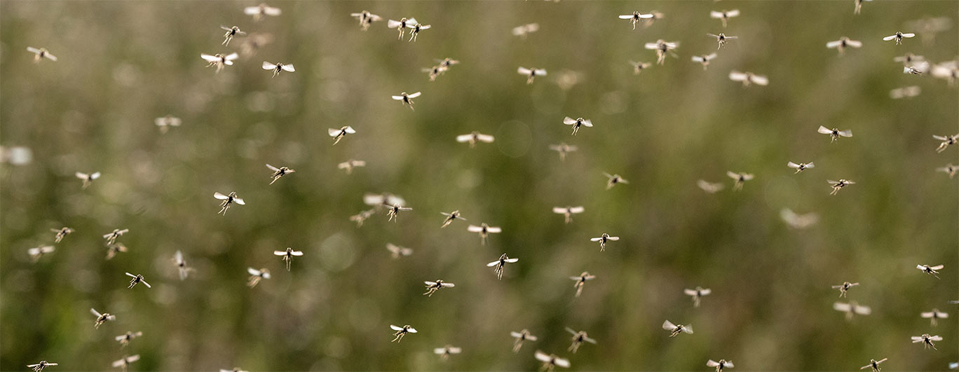 Mosquitoes have arrived...let's quarantine them!
