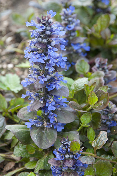 Catlin’s Giant Ajuga