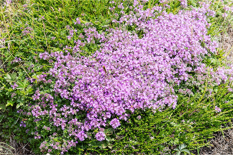 Creeping Thyme