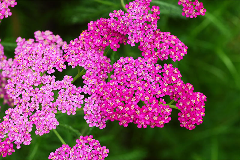 Double Play Doozie Spirea