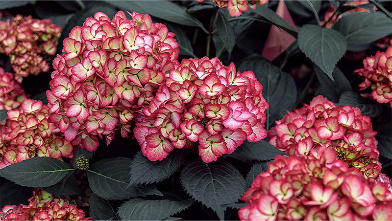 Eclipse Hydrangea