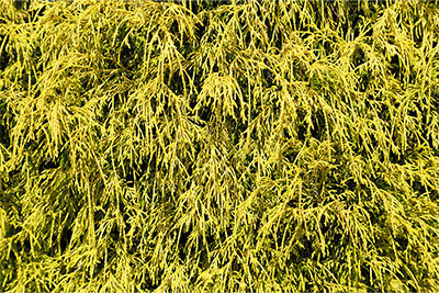 Golden Mop Cypress