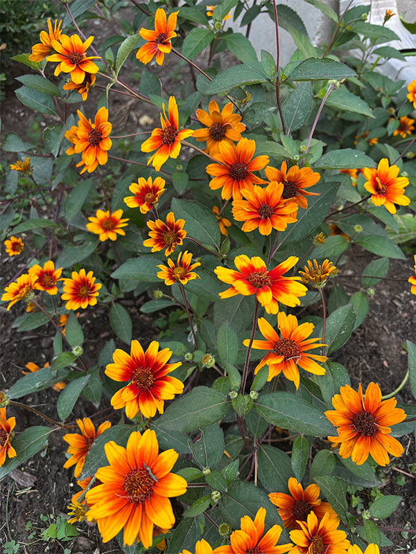 Summer Eclipse False Sunflower