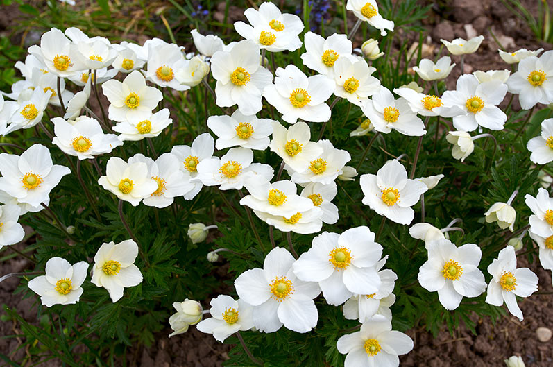 Honorine Jobert Anemone