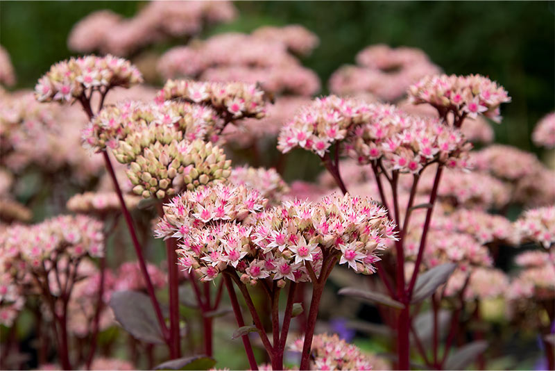 Matrona Sedum