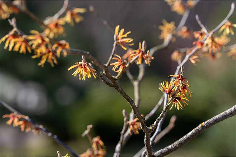 Vernal Witch Hazel