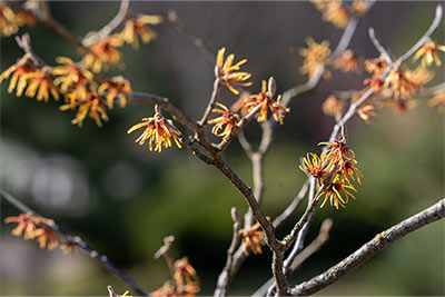 Vernal Witch Hazel