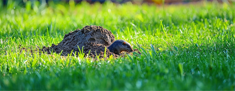 It's a New Year; Time to Spring into Action!